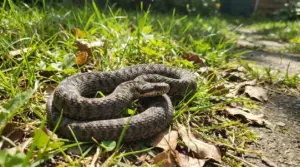 Serpente arrotolato nell’erba del giardino vicino a un sentiero, mimetizzato tra foglie secche