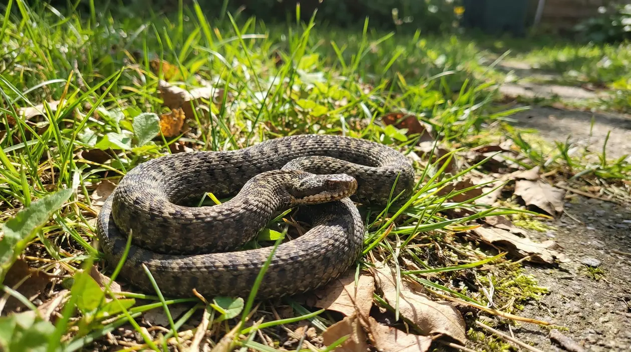 Serpente arrotolato nell’erba del giardino vicino a un sentiero, mimetizzato tra foglie secche