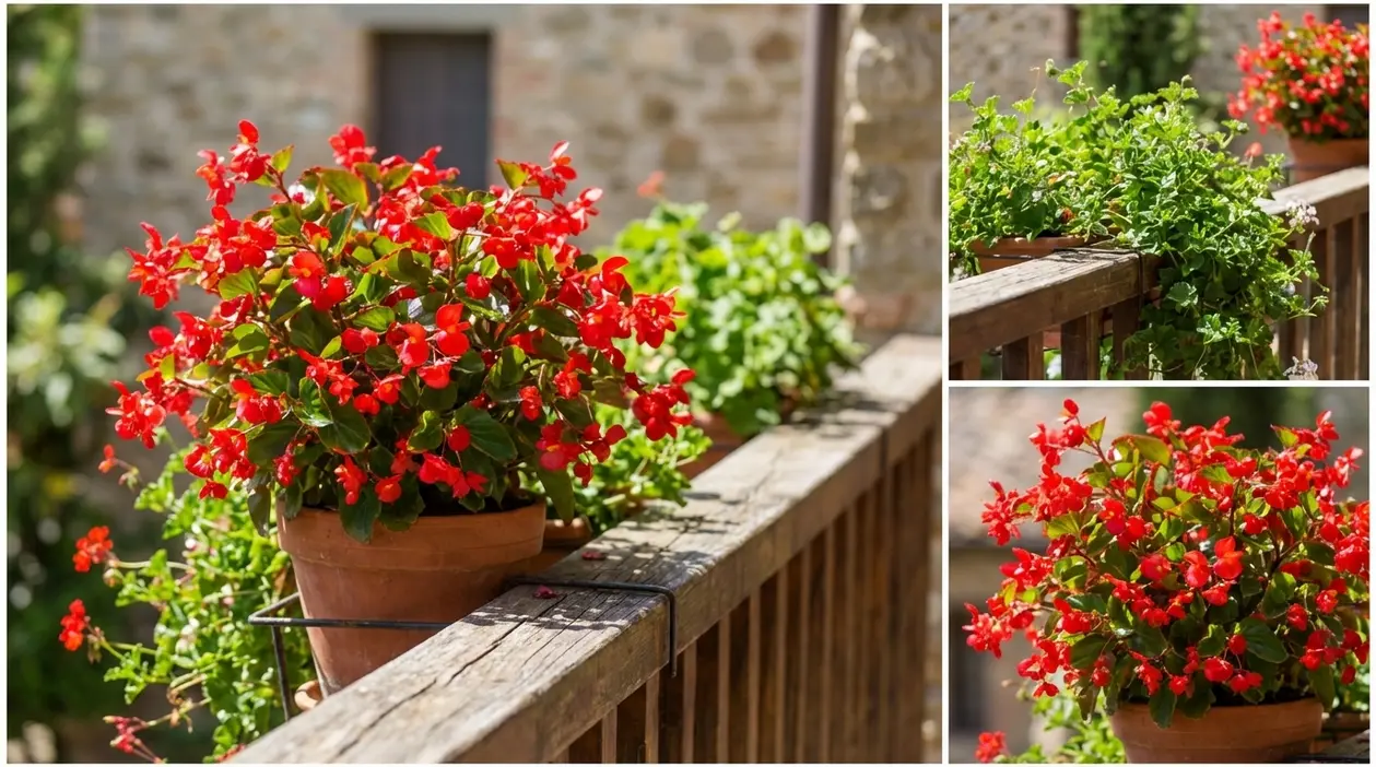 Vaso di begonia rossa su balcone in legno, con piante verdi e fioritura decorativa all'aperto