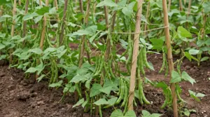 Piante di fagiolini rampicanti con baccelli verdi, sostenute da canne e legate con spago nell’orto