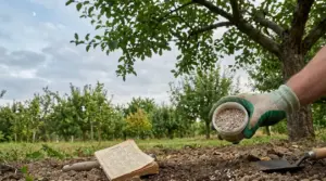 Mano con guanto sparge concime nel frutteto accanto a un calendario, sotto un albero da frutto