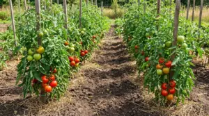 File di piante di pomodoro nell’orto, sostenute da tutori e ben distanziate per favorire crescita e raccolto