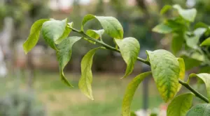 Foglie verdi arricciate su un ramo di pianta, segno di stress o carenze nutritive