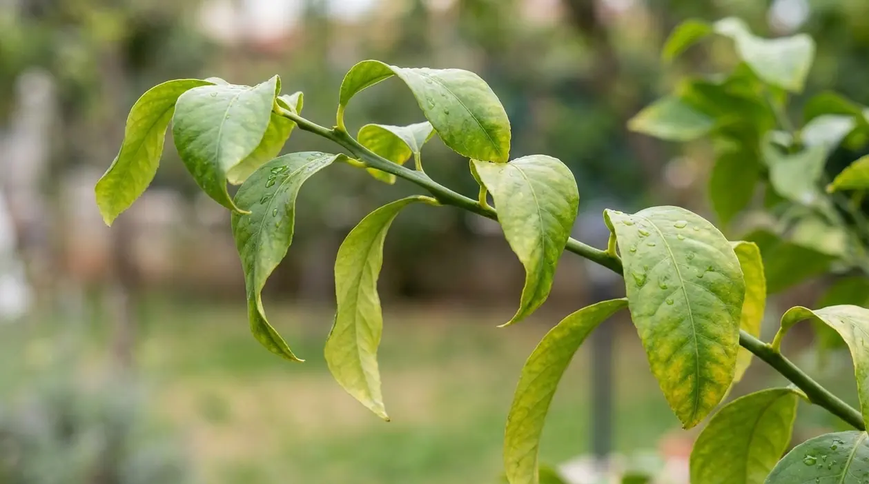 Foglie verdi arricciate su un ramo di pianta, segno di stress o carenze nutritive