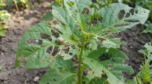 Foglie di pianta con numerosi buchi da insetti, lumaca e larve visibili su una foglia in orto