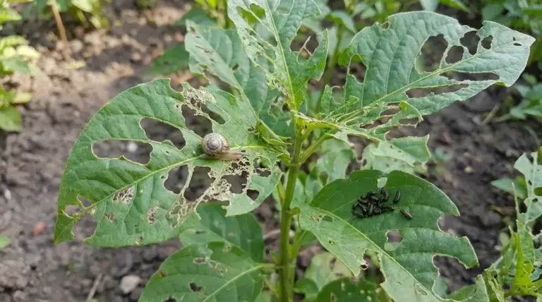 Foglie di pianta con numerosi buchi da insetti, lumaca e larve visibili su una foglia in orto