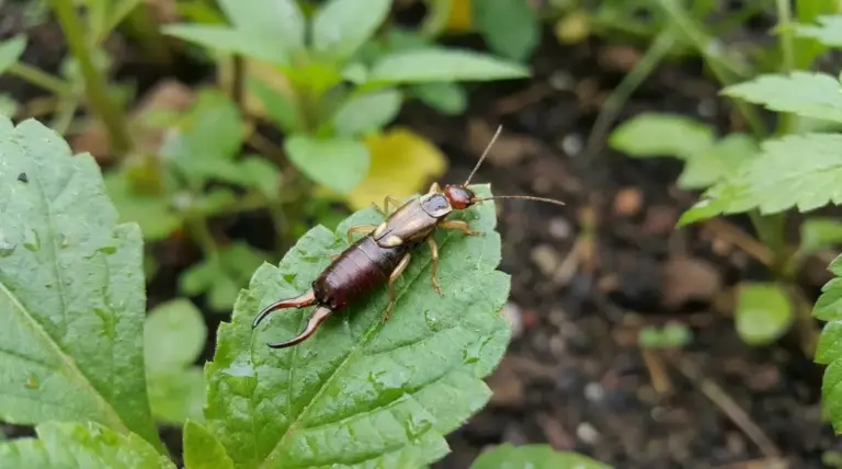 Forbicina su una foglia verde nel giardino, fotografata da vicino