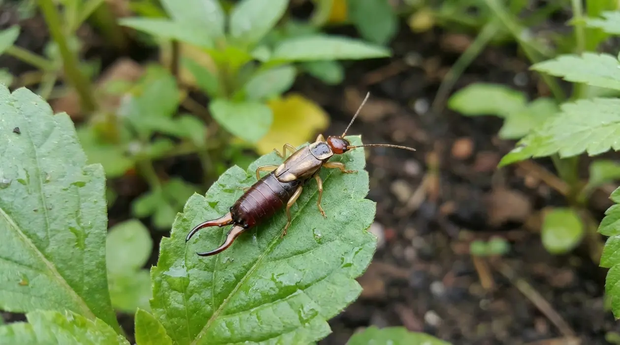 Forbicina su una foglia verde nel giardino, fotografata da vicino