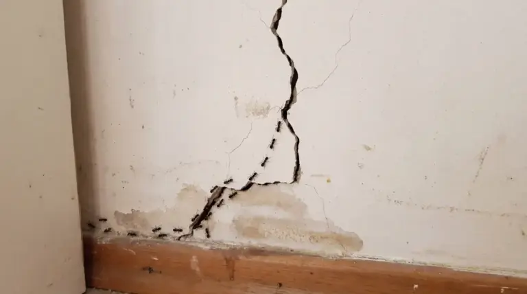 Formiche nere che escono da una crepa nel muro interno vicino al battiscopa