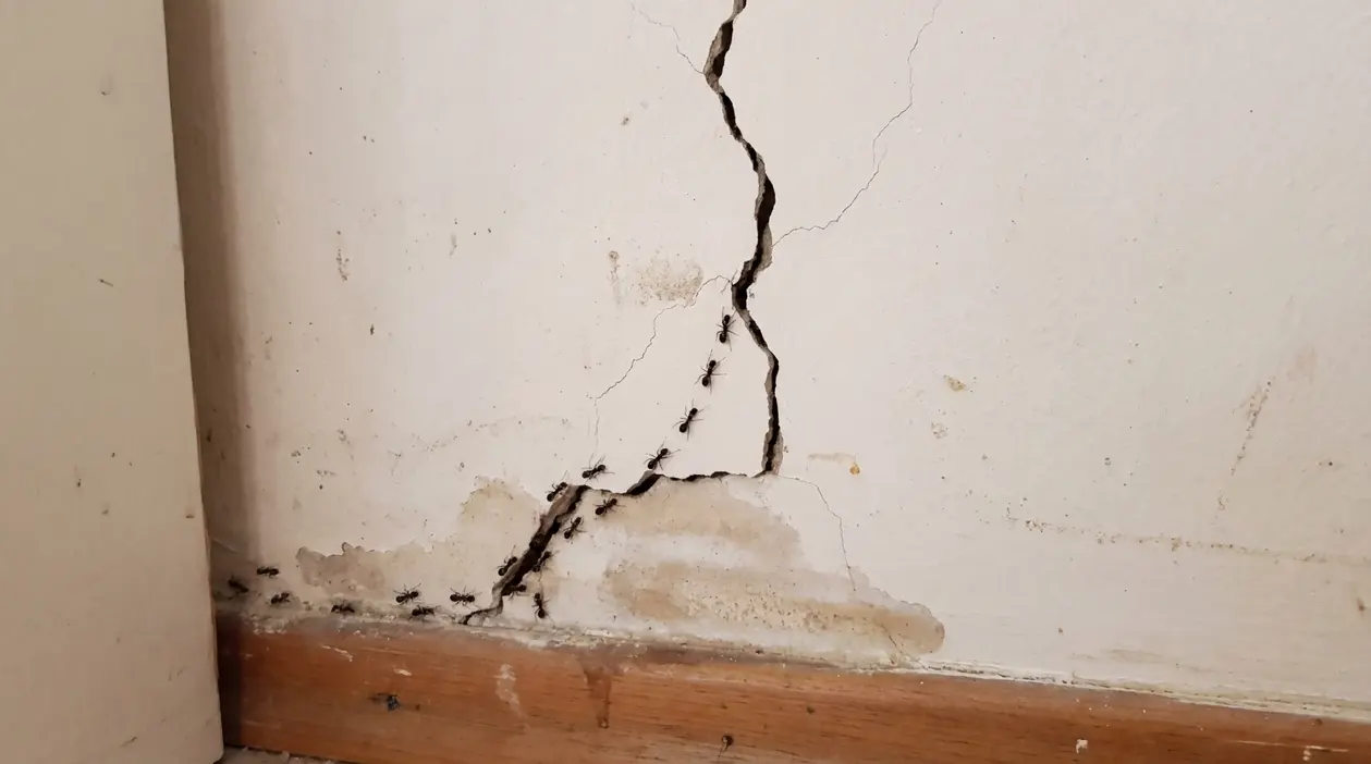 Formiche nere che escono da una crepa nel muro interno vicino al battiscopa