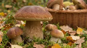 Grandi funghi porcini nel sottobosco autunnale accanto a un cesto di raccolta