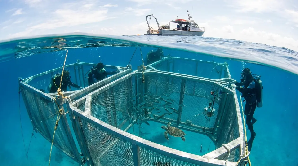 Sub monitorano gabbie in mare con pesci e una tartaruga marina, accanto a una barca in superficie