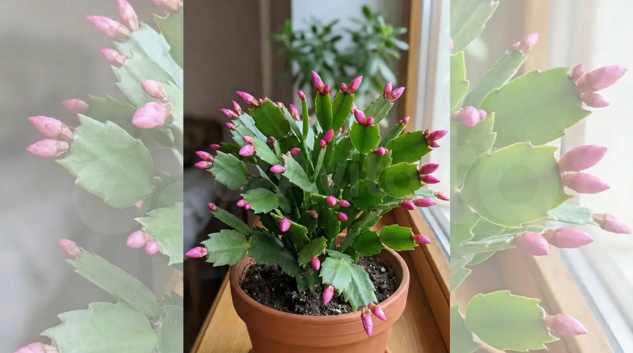 Cactus di Natale in vaso con molti boccioli rosa sul davanzale, pronto a fiorire vicino a una finestra