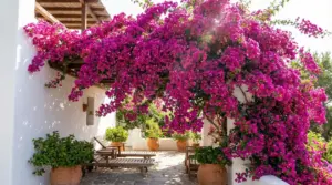 Bouganville fucsia in piena fioritura che ricade a cascata su un pergolato e una terrazza bianca soleggiata