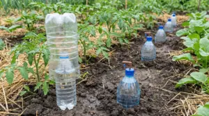 Bottiglie di plastica riciclate usate come irrigazione a goccia nell’orto tra file di piante e pacciamatura