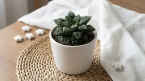 Pianta grassa rara in vaso bianco su tavolo in legno, fotografata in interno