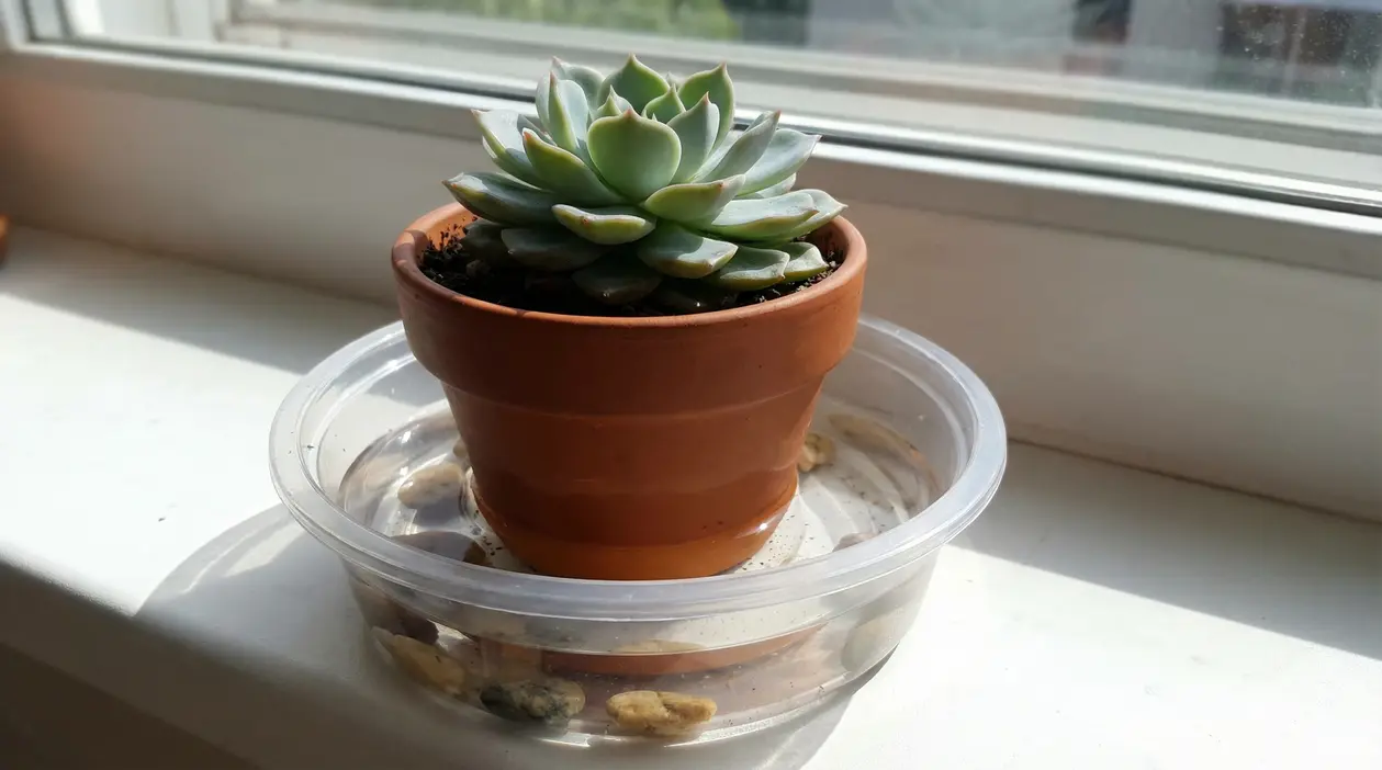 Pianta grassa in vaso di terracotta appoggiato in un contenitore con acqua sul davanzale della finestra