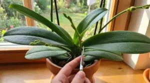 Orchidea Phalaenopsis con nuovo stelo e boccioli sul davanzale; una mano indica il punto di crescita vicino alla base