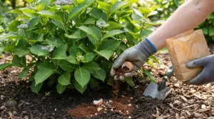 Mani con guanti aggiungono gusci d’uovo sbriciolati nel terreno ai piedi di un’ortensia con boccioli