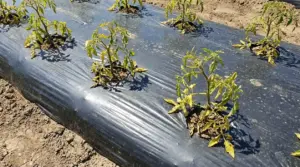Piantine dell’orto ingiallite su aiuola coperta con pacciamatura in plastica nera