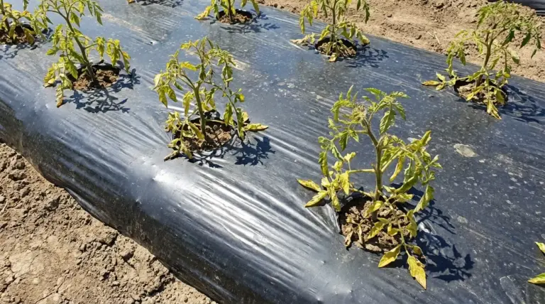 Piantine dell’orto ingiallite su aiuola coperta con pacciamatura in plastica nera