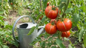 Pomodori maturi con spaccature sulla pianta, vicino a un annaffiatoio nell’orto