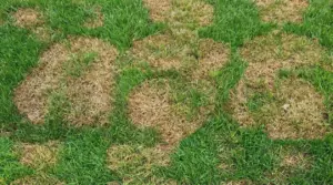 Prato con chiazze secche e ingiallite tra l’erba verde, tipico segno di stress idrico o problemi del terreno