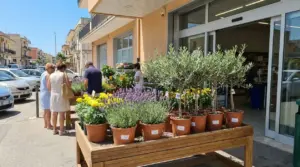 Piante da esterno in vaso esposte davanti a un supermercato, con clienti che osservano fiori e arbusti resistenti
