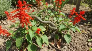 Serpente tra fiori rossi di salvia in giardino, vicino a una pianta ornamentale comune
