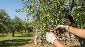 Mani con guanti potano un ramo di ulivo carico di olive verdi in un oliveto soleggiato
