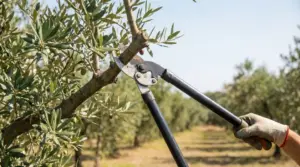 Potatura di un ulivo con cesoie a due mani mentre si taglia un ramo in un oliveto