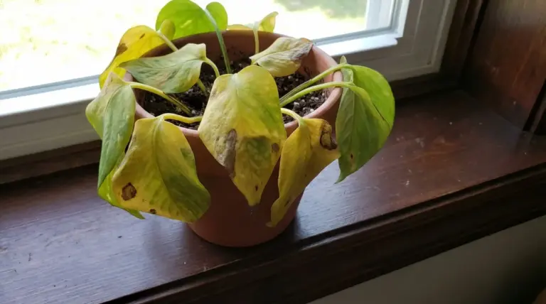 Pothos con foglie ingiallite e macchiate su un davanzale vicino alla finestra