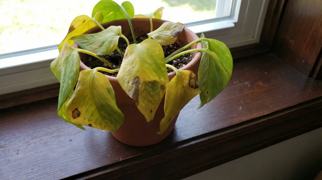 Pothos con foglie ingiallite e macchiate su un davanzale vicino alla finestra