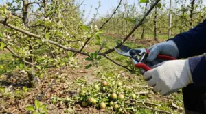 Persona che pota un ramo di melo in fiore con cesoie in un frutteto