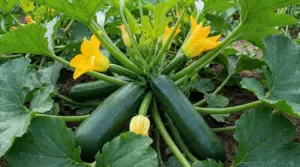 Pianta di zucchine nell’orto con frutti verdi e fiori gialli tra le foglie, pronta per un raccolto abbondante