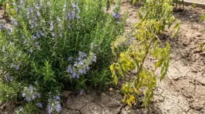 Pianta di rosmarino in fiore accanto a un pomodoro ingiallito e sofferente nell'orto