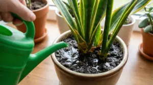 Annaffiatura eccessiva di una sansevieria in vaso con terriccio molto bagnato, rischio marciume radicale