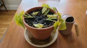 Pianta in vaso con foglie gialle e afflosciate, terriccio molto bagnato e ristagno d’acqua nel sottovaso