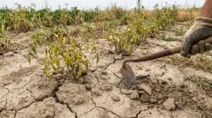 Terreno dell’orto secco e screpolato con piante di pomodoro appassite e una mano che lavora il suolo