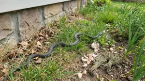 Serpente in giardino vicino al muro di casa, tra erba alta, foglie secche e spicchi d’aglio