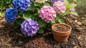 Ortensie blu, rosa e viola in giardino con un vaso di terracotta e fondi di caffè sul terreno